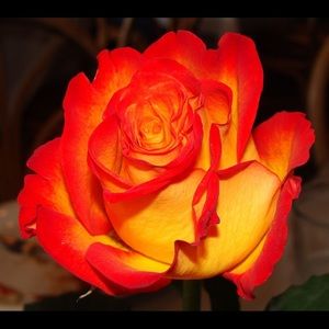 Meet your Posher, Donna